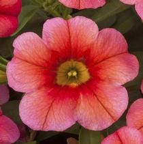 Calibrachoa hybrida 'Callie Coral' Calibrachoa hybrida 'Callie Coral'