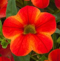 Calibrachoa hybrida 'Callie Star Orange' Calibrachoa hybrida 'Callie Star Orange'