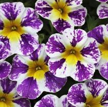 Calibrachoa hybrida 'Candy Shop Grape Splash' Calibrachoa hybrida 'Candy Shop Grape Splash'