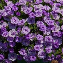 Calibrachoa hybrid 'Minifamous Double Neo Silver Purple' Calibrachoa hybrid 'Minifamous Double Neo Silver Purple'