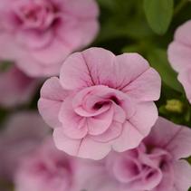 Calibrachoa hybrida 'Minifamous Uno Double Light Pink' Calibrachoa hybrida 'Minifamous Uno Double Light Pink'