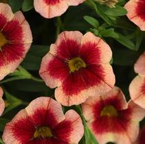 Calibrachoa hybrida 'Minifamous Neo Apricot Strike' Calibrachoa hybrida 'Minifamous Neo Apricot Strike'
