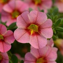 Calibrachoa hybrida 'Minifamous Uno Apricot Star' Calibrachoa hybrida 'Minifamous Uno Apricot Star'