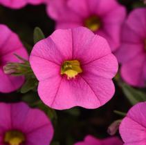 Calibrachoa hybrida 'Minifamous Uno Pink' Calibrachoa hybrida 'Minifamous Uno Pink'