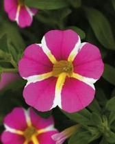 Calibrachoa hybrida 'Minifamous Uno Pink Star' Calibrachoa hybrida 'Minifamous Uno Pink Star'
