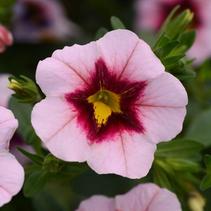 Calibrachoa hybrida 'Minifamous Uno Pink Strike' Calibrachoa hybrida 'Minifamous Uno Pink Strike'