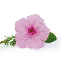 Petunia hybrida 'Supertunia Vista Bubblegum' Petunia hybrida 'Supertunia Vista Bubblegum'