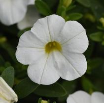 Calibrachoa hybrida 'Minifamous Uno White' Calibrachoa hybrida 'Minifamous Uno White'