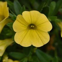 Calibrachoa hybrida 'Minifamous Uno Yellow' Calibrachoa hybrida 'Minifamous Uno Yellow'