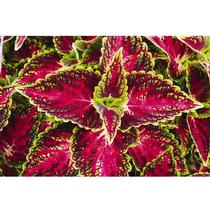 Coleus scutellarioides 'Stained Glassworks Eruption 19' Coleus scutellarioides 'Stained Glassworks Eruption 19'