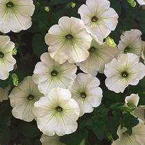Petunia hybrida 'Supertunia White' Petunia hybrida 'Supertunia White'