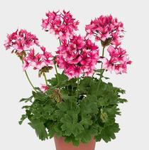 Geranium Exotic 'Fireworks Bicolor' Geranium Exotic 'Fireworks Bicolor'