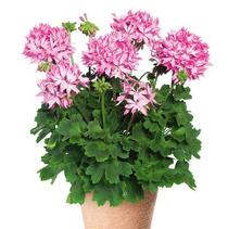 Geranium Exotic 'Fireworks Pink' Geranium Exotic 'Fireworks Pink'