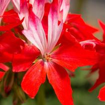 Geranium Exotic 'Fireworks Red White' Geranium Exotic 'Fireworks Red White'