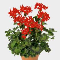 Geranium Exotic 'Fireworks Scarlet' Geranium Exotic 'Fireworks Scarlet'