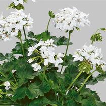 Geranium Exotic 'Fireworks White' Geranium Exotic 'Fireworks White'