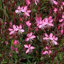 Gaura lindheimeri 'Belleza Pink' Gaura lindheimeri 'Belleza Pink'