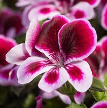 Geranium Exotic 'Scented Angels Perfume' Geranium Exotic 'Scented Angels Perfume'