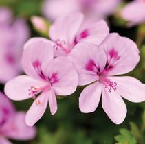 Geranium Exotic 'Scented Angels Lemona' Geranium Exotic 'Scented Angels Lemona'