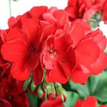 Geranium Interspecific 'Calliope Large Dark Red' Geranium Interspecific 'Calliope Large Dark Red'