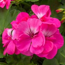Geranium Interspecific 'Calliope Large Hot Pink' Geranium Interspecific 'Calliope Large Hot Pink'