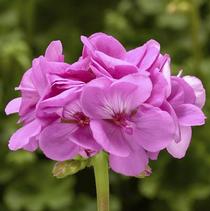 Geranium Interspecific 'Calliope Large Lavender' Geranium Interspecific 'Calliope Large Lavender'