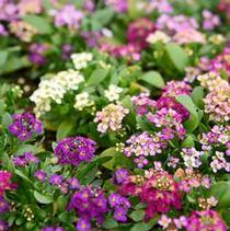 Alyssum lobularia maritima 'Easter Bonnet Mix' Alyssum lobularia maritima 'Easter Bonnet Mix'