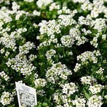 Alyssum lobularia maritima 'Easter Bonnet White' Alyssum lobularia maritima 'Easter Bonnet White'
