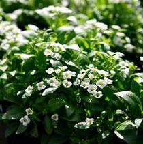Alyssum lobularia maritima 'Snow Crystals' Alyssum lobularia maritima 'Snow Crystals'