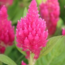 Celosia plumosa 'Castle Pink' Celosia plumosa 'Castle Pink'