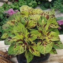 Coleus scutellarioides 'Wizard Mosaic' Coleus scutellarioides 'Wizard Mosaic'