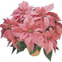 Poinsettia euphorbia pulcherrima 'Maren' Poinsettia euphorbia pulcherrima 'Maren'