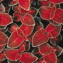 Coleus scutellarioides 'Wizard Velvet Red' Coleus scutellarioides 'Wizard Velvet Red'