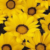 Gazania rigens 'New Day Yellow Improved' Gazania rigens 'New Day Yellow Improved'