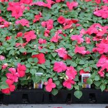 Impatiens walleriana 'Super Elfin Punch Xp' Impatiens walleriana 'Super Elfin Punch Xp'