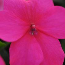 Impatiens walleriana 'Super Elfin Rose Xp' Impatiens walleriana 'Super Elfin Rose Xp'