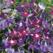 Lobelia erinus 'Riviera Springtime Blues Mix' Lobelia erinus 'Riviera Springtime Blues Mix'