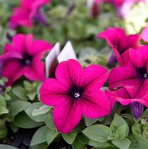 Petunia hybrida 'Dreams Burgundy Imp' Petunia hybrida 'Dreams Burgundy Imp'