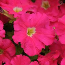 Petunia hybrida 'Dreams Rose' Petunia hybrida 'Dreams Rose'