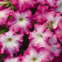 Petunia hybrida 'Dreams Rose Morn' Petunia hybrida 'Dreams Rose Morn'