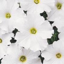 Petunia hybrida 'Dreams White' Petunia hybrida 'Dreams White'