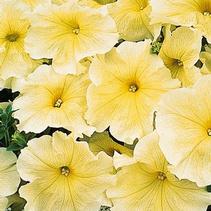 Petunia hybrida 'Prism Sunshine' Petunia hybrida 'Prism Sunshine'