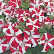 Petunia hybrida 'Tritunia Red Star' Petunia hybrida 'Tritunia Red Star'