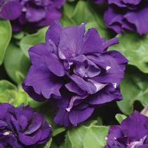 Petunia hybrida 'Double Madness Blue' Petunia hybrida 'Double Madness Blue'
