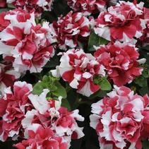 Petunia hybrida 'Double Madness Red/White' Petunia hybrida 'Double Madness Red/White'
