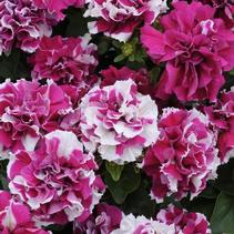 Petunia hybrida 'Double Madness Rose/White' Petunia hybrida 'Double Madness Rose/White'