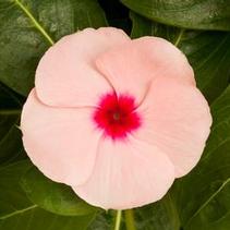 Vinca catharanthus roseus 'Cora Apricot' Vinca catharanthus roseus 'Cora Apricot'