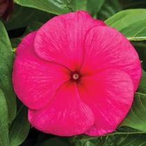 Vinca catharanthus roseus 'Cora Burgundy' Vinca catharanthus roseus 'Cora Burgundy'