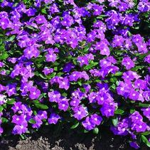 Vinca catharanthus roseus 'Cora Deep Lavender' Vinca catharanthus roseus 'Cora Deep Lavender'