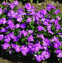 Vinca catharanthus roseus 'Cora Lavender' Vinca catharanthus roseus 'Cora Lavender'
